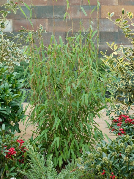 Fargesia murieliae 'Superjumbo', Bambus, 80–100 cm, winterhart