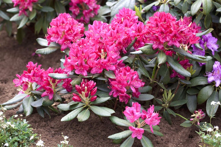 Rhododendron 'Nova Zembla', rot, 50–60 cm