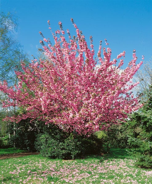 Prunus serrulata 'Kanzan', Japanische Blütenkirsche, rosa, 125 cm Stammhöhe