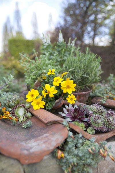 Gelbe Ringelblumen und verschiedene Pflanzen arrangiert auf alten Dachziegeln im Garten.