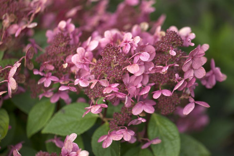Hydrangea paniculata 'Early Sensation', Rispenhortensie, 60–80 cm
