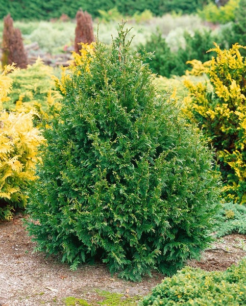 Thuja plicata 'Can-Can', Lebensbaum, 25–30 cm, kompakt
