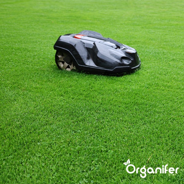 Eisensulfatdünger - Moosentferner - 10kg für 400m2 - Organifer