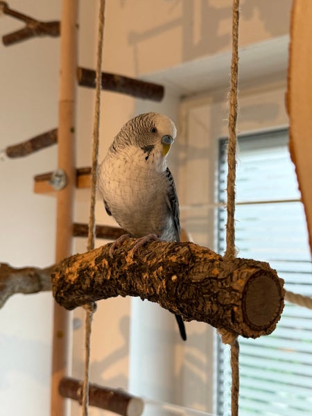 Wellensittich auf einer Vogelschaukel aus Naturholz mit Seilaufhängung in einer hellen Umgebung vor einer Kletterwand für Vögel.