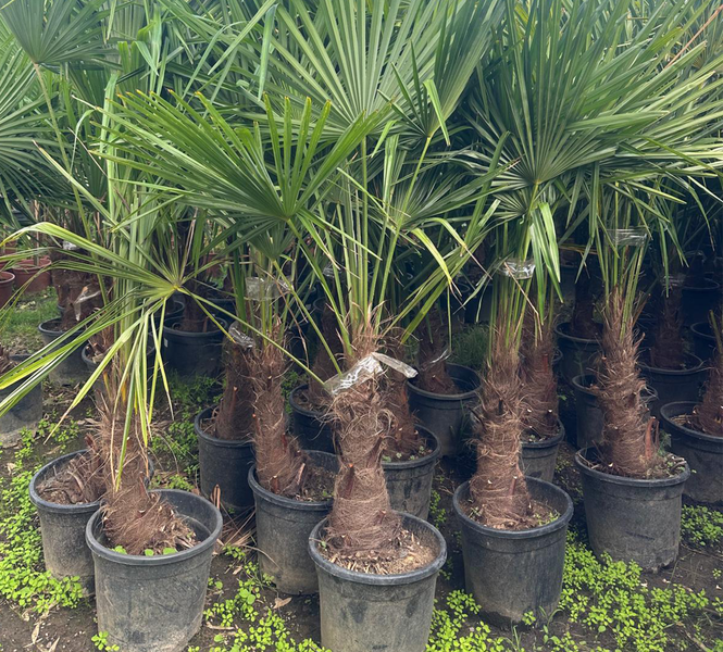 Trachycarpus fortunei 150 - 180 cm Palme Hanfpalme, winterhart bis -19°C