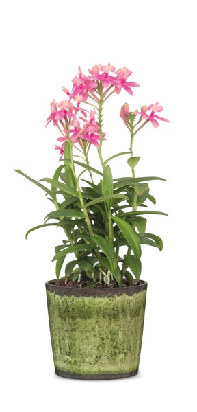 Scheurich TRADITION, Blumentopf aus Keramik,  Farbe: Meadow Glaze, 18 cm Durchmesser, 15,6 cm hoch, 1,1 l Vol.
