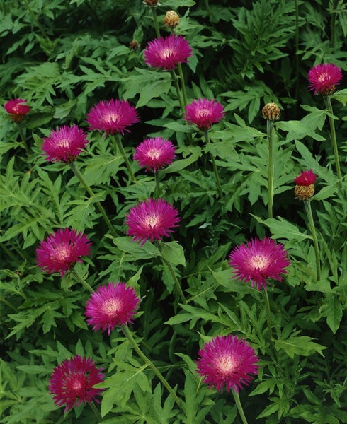 Centaurea dealbata, Flockenblume, rosa Blüten, ca. 9x9 cm Topf