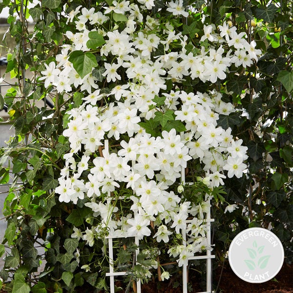 Clematis Avalanche – Waldrebe – Schlingpflanze – Immergrün – ⌀15 cm – ↕60-70 cm