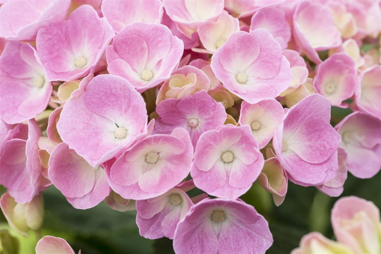 Hydrangea macrophylla 'Bela Rosa', rosa, 30–40 cm