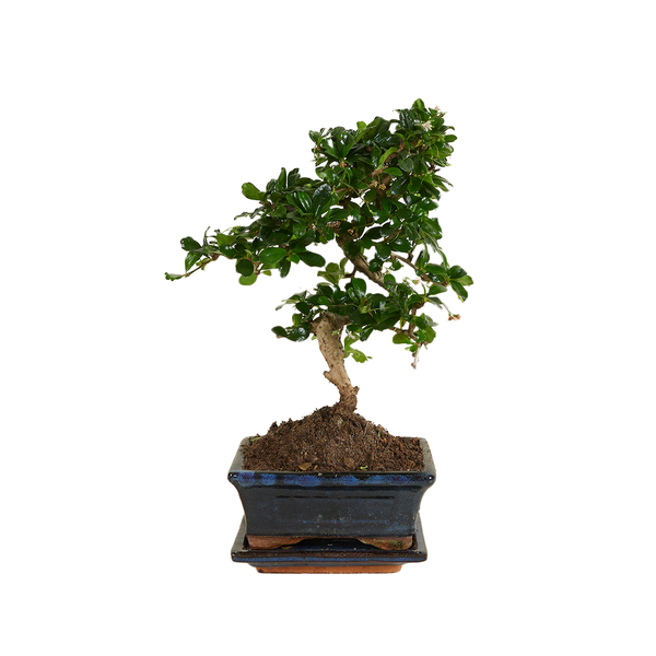 Bloomique - Bonsai Carmona - S-Form - Bonsaibaum - Zimmerpflanzen - Höhe 20-30 cm - 15 cm breit - inklusive Keramiktopf und Schale