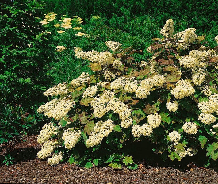 Hortensienbusch mit Blättern und Blüten im Garten