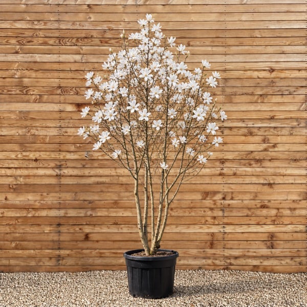 Stämmchen Sternmagnolie mit weißen Blüten im Kunststofftopf vor einer Holzwand.