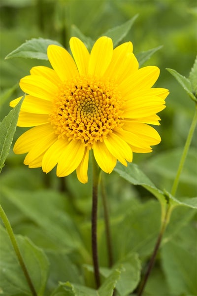 Helianthus decapetalus 'Meteor', Stauden-Sonnenblume, gelb, ca. 11x11 cm Topf