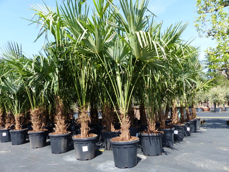 3 Stück XXL Palme winterhart 190 - 220 cm Trachycarpus fortunei, Hanfpalme, Top-Qualität