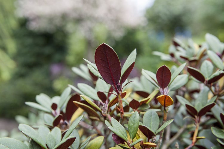 Rhododendron neriiflorum 'Burletta', leuchtend rot, 30–40 cm