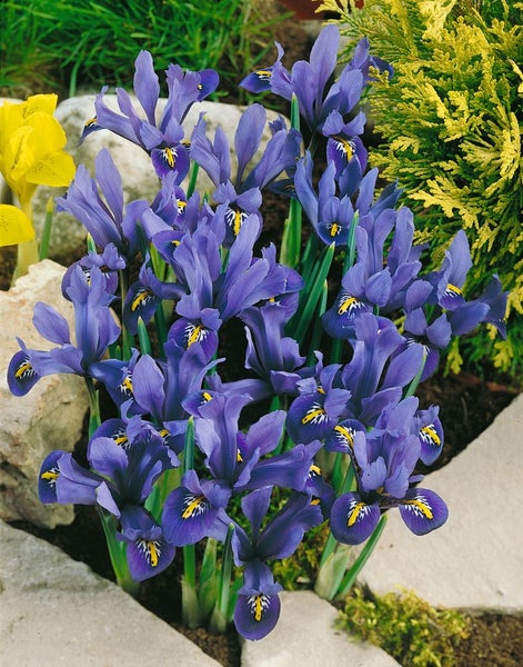Iris reticulata 'Harmony', Zwerg-Iris, blau, ca. 9x9 cm Topf