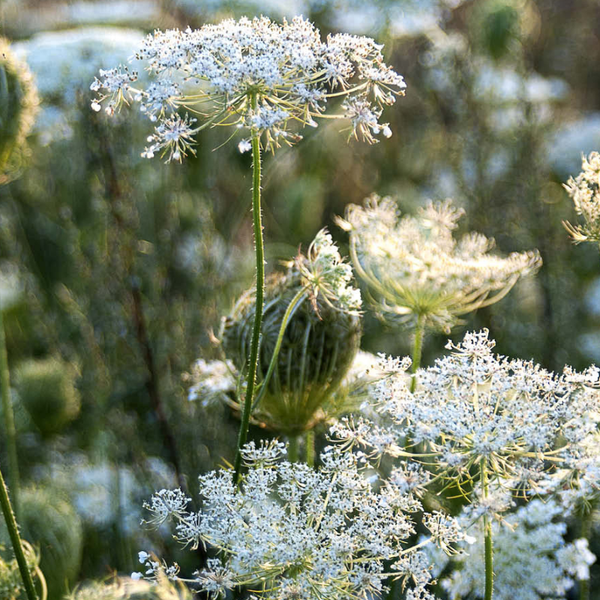 Nahaufnahme von blühenden Wilden Möhren im Garten