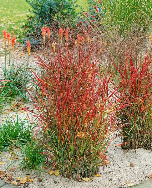 Panicum virgatum 'Hänse Herms', Rutenhirse, rot, ca. 9x9 cm Topf