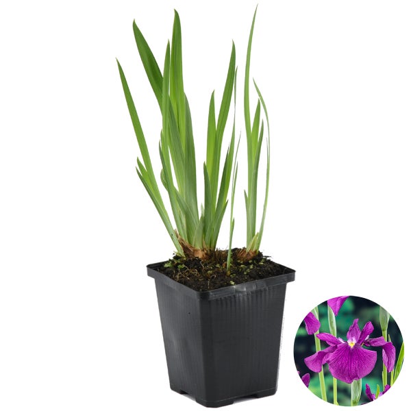 Iris 'Kaempferi' – Japanische Schwertlilie – Teichpflanze – Winterhart – ⌀9 cm - ↕20-30 cm