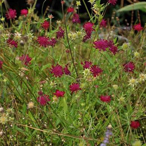 Nahaufnahme von purpurroten Skabiosenblüten im Garten.