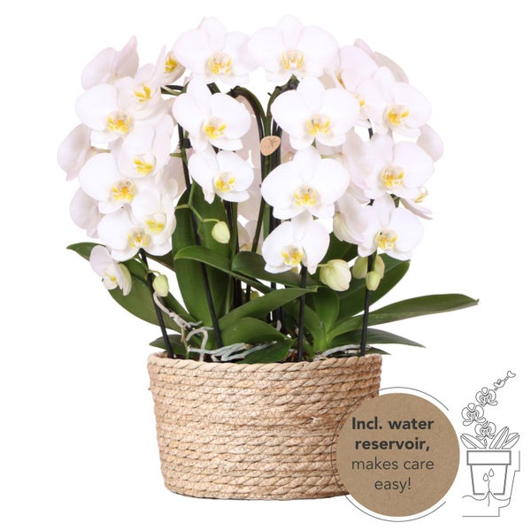 Kolibri Orchids weißes Orchideen-Set im Schilfkorb inkl. Wassertank drei gebogene weiße Orchideen Niagara Fall 12cm Mono Bouquet weiß mit autarkem Wassertank