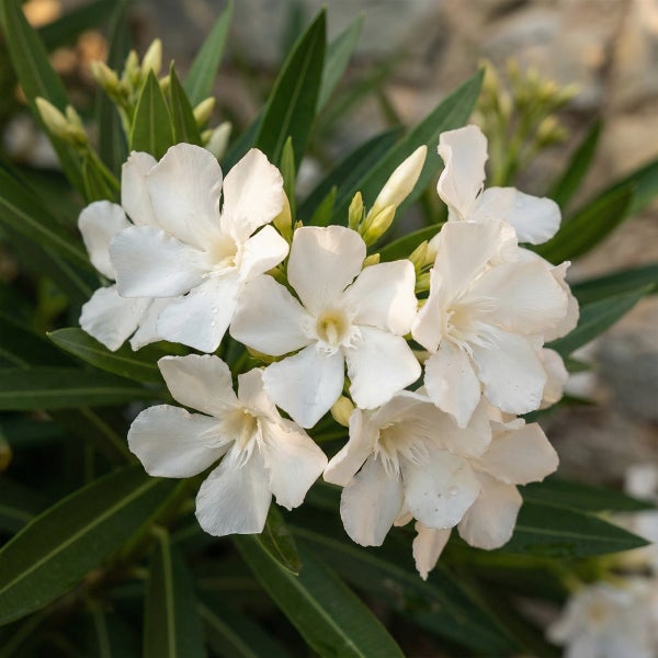 Oleander mit weißen Blüten und grünen Blättern.