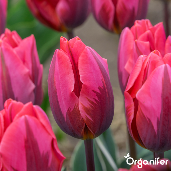 Nahaufnahme von mehreren pinkfarbenen Tulpen im Garten mit dem Organifer Logo