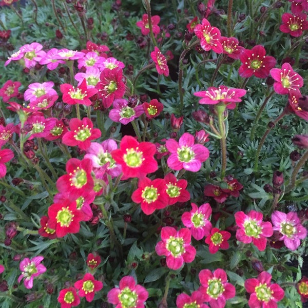 Nahaufnahme von Saxifraga-Blüten