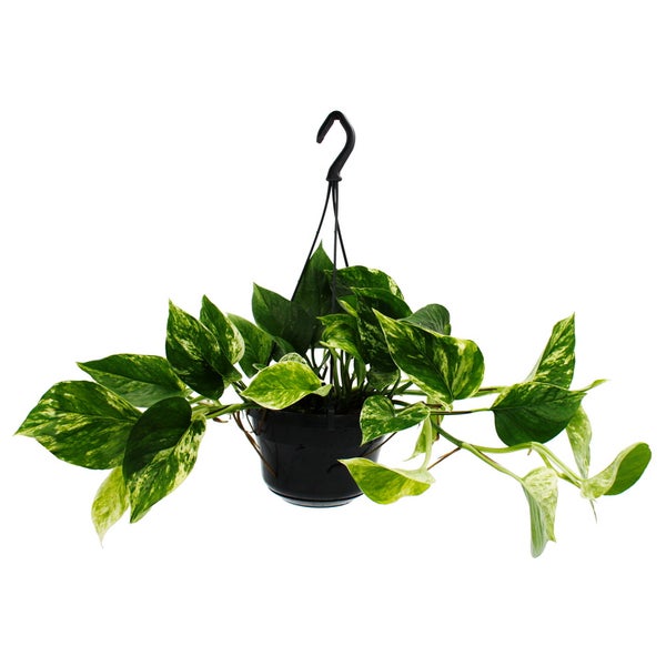 Zimmerpflanze zum Hängen Marmorierte Efeutute Epipremnum Marble Queen Scindapsus 15cm Ampeltopf