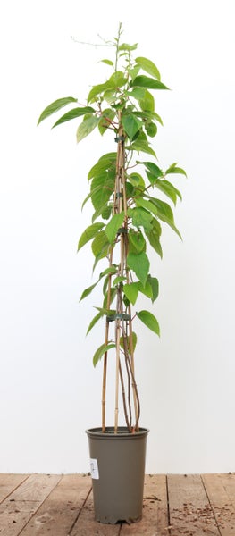 Actinidia chinensis 'Jenny', Kiwi, selbstfruchtend, 60–100 cm
