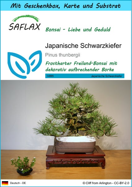 SAFLAX Geschenk Set - Japanische Schwarzkiefer - Pinus thunbergii - 30 Samen - Mit Geschenkbox, Versandaufkleber, Geschenkkarte und Anzuchtsubstrat