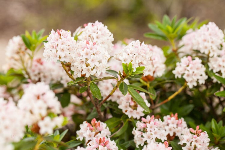 Rhododendron micranthum 'Bloombux', Kugel, immergrün, 25–30 cm