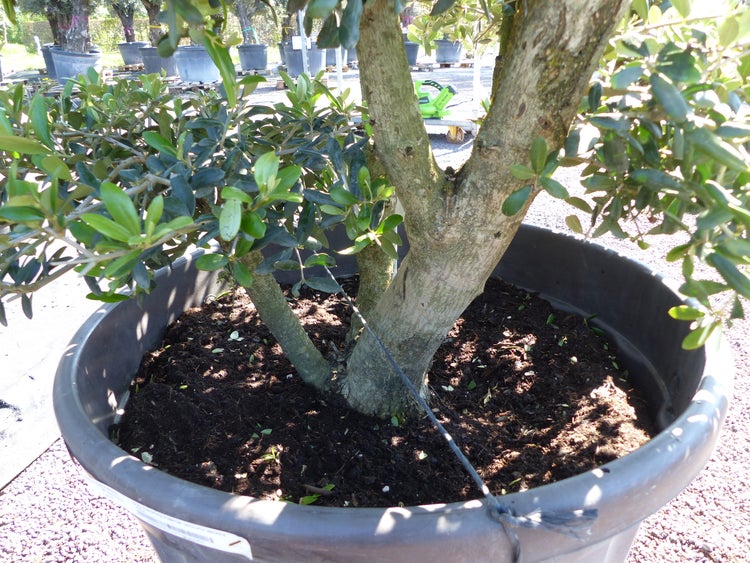 Olivenbaum Pon Pon 120/125 cm Bonsai Formgehölz Gartenbonsai Formschnitt winterhart