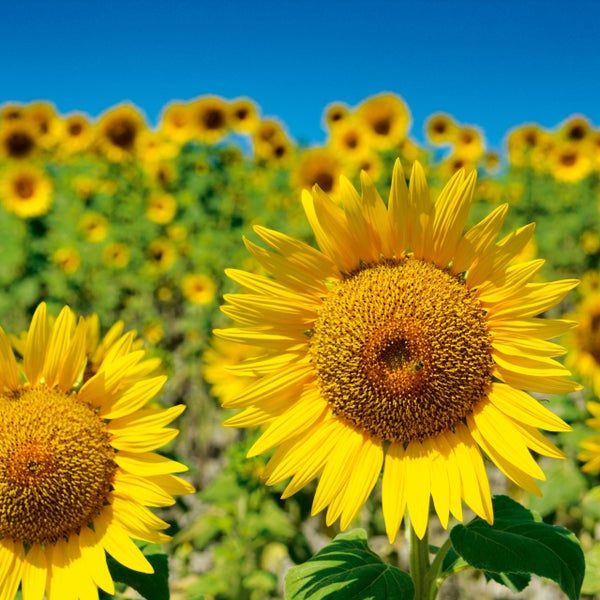 Blühende gelbe Sonnenblumen auf einem weiten Feld bei sonnigem Wetter.