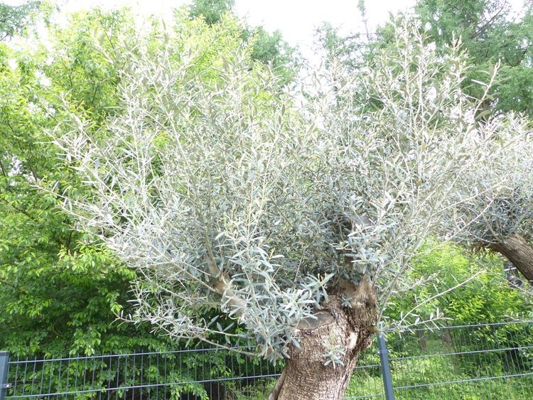 genau dieser Baum L10 Olivenbaum 240 cm, knorrige alte urige Olive winterhart