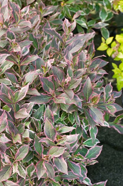 Dekorativer Zierstrauch mit mehrfarbigen Blättern im Detail
