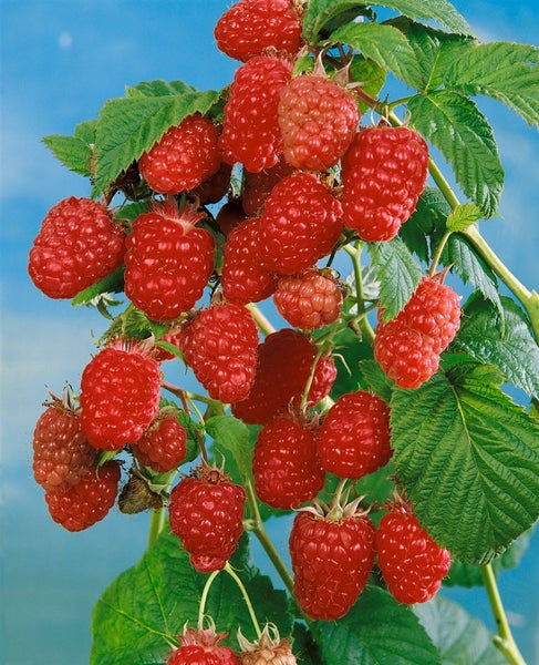 Ein Zweig mit vielen reifen Himbeeren und grünen Blättern.