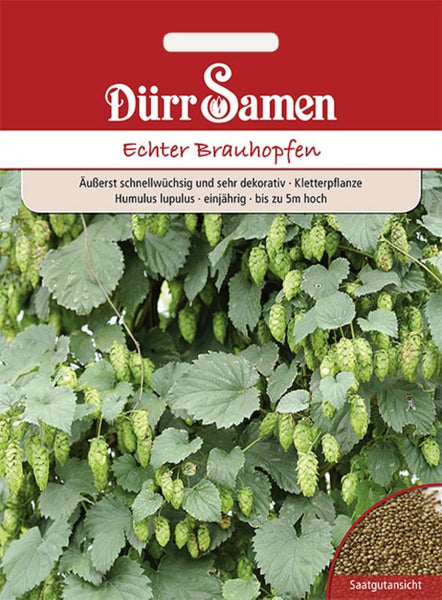 Samentüte Dürr Samen Echter Brauhopfen, schnellwüchsige Kletterpflanze bis zu 5 Meter hoch, Humulus lupulus mit Abbildung der Pflanze und Samen.