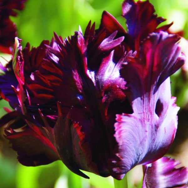 Nahaufnahme einer einzelnen, dunkelroten bis violetten gefransten Tulpe