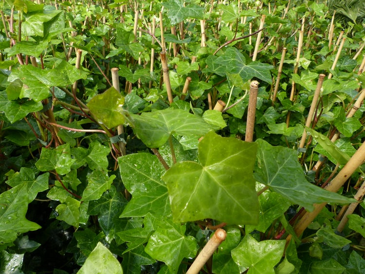 10 Stück Efeu Hedera helix 100 - 120 cm Heckenpflanze winterhart Kletterpflanze Hecke Sichtschutz blickdicht