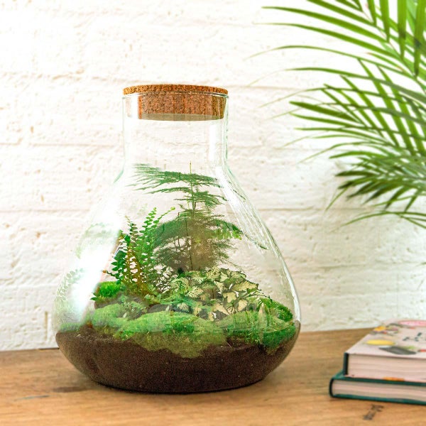 Flaschengarten Sam XL - DIY-Pflanzenterrarium - 35cm - incl. Rechen, Schaufel, Pinzette und Schere