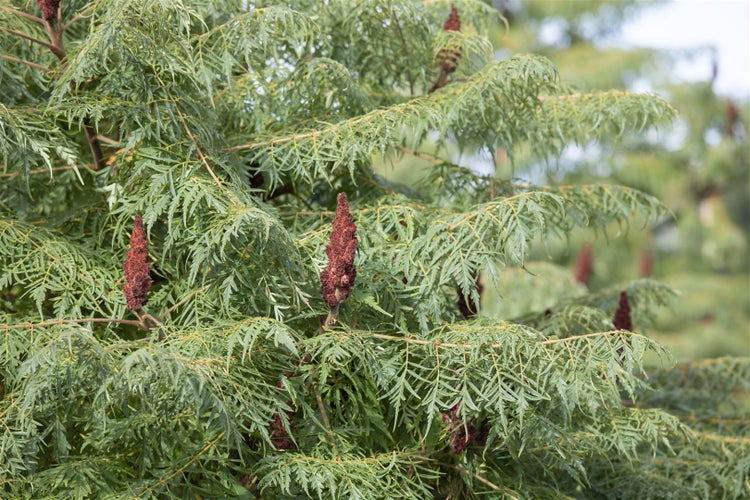 Rhus typhina 'Dissecta', Essigbaum, filigran, 60–80 cm