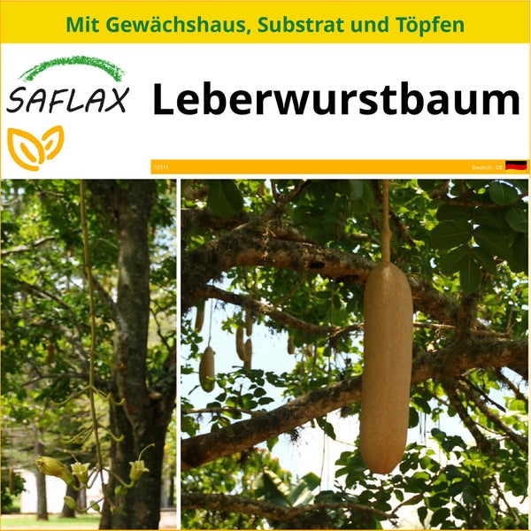 SAFLAX Anzucht Set - Leberwurstbaum - Kigelia pinnata var. africana - 10 Samen - Mit Mini-Gewächshaus, Anzuchtsubstrat und 2 Töpfen