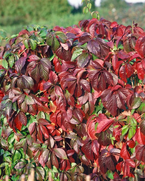 Parthenocissus quinquefolia 'Engelmannii', Wilder Wein, 100–150 cm