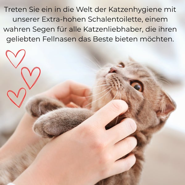Eine Katze wird von einer Person gestreichelt