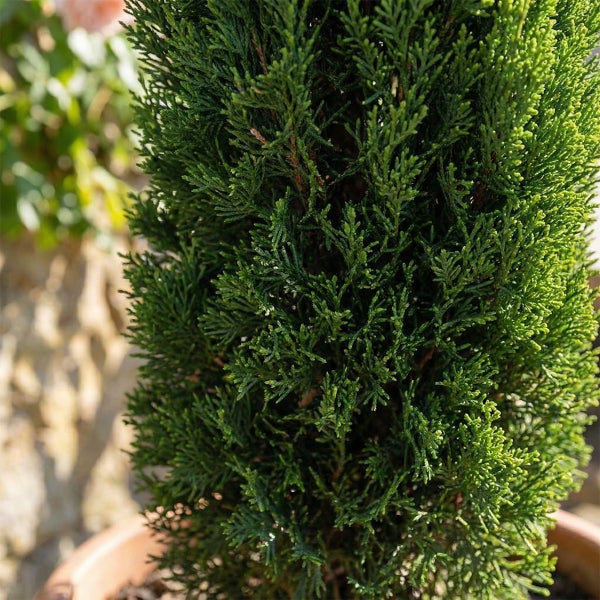 Nahaufnahme einer dichten, grünen Konifere mit feinen Nadeln, geeignet als Heckenpflanze oder Kübelpflanze im Garten.