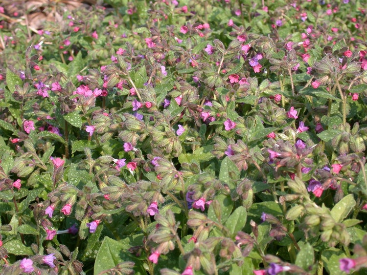 Pulmonaria saccharata 'Mrs Moon', Lungenkraut, rosa-blau, ca. 9x9 cm Topf