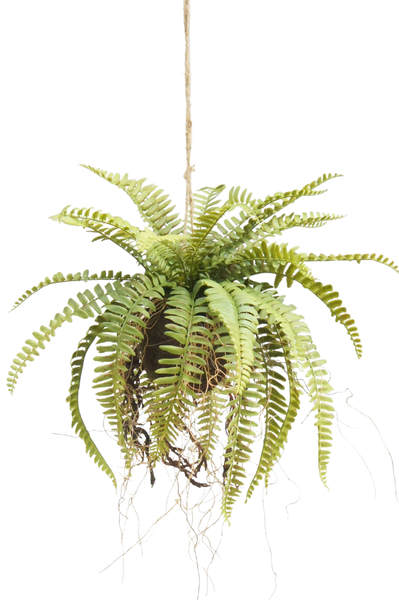 gummibaum kaufen 200 cm Gummibaum 'Robusta' XXL-Größe kaufen