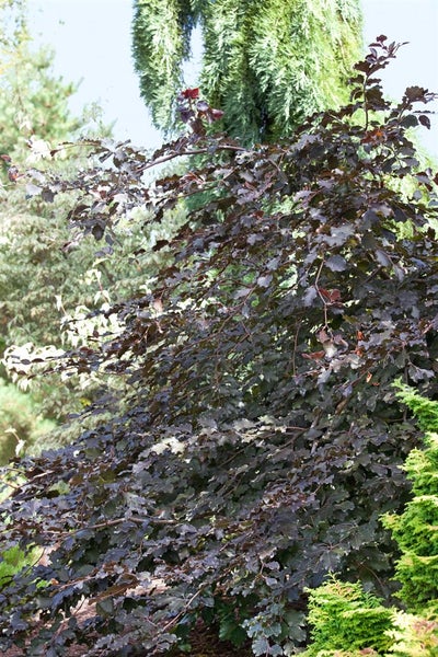 Fagus sylvatica 'Purpurea', Rotbuche, purpurrot, 60–100 cm