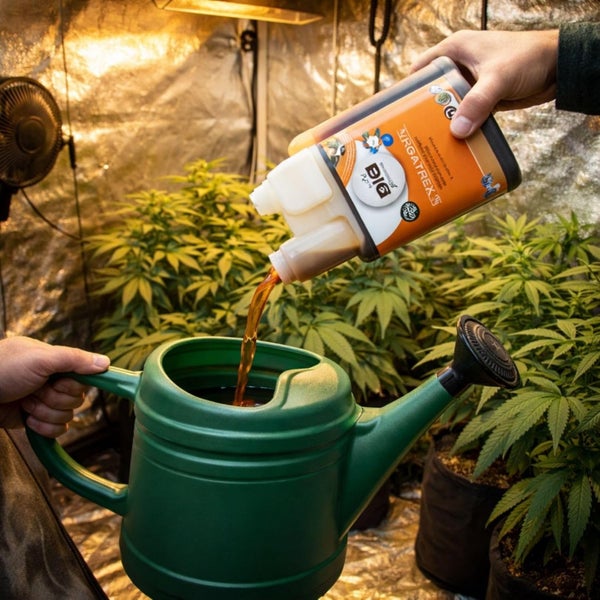 Flüssigdünger Orgatrex wird aus einer Dosierflasche in eine grüne Gießkanne gegossen, im Hintergrund stehen grüne Pflanzen in einem Growzelt.